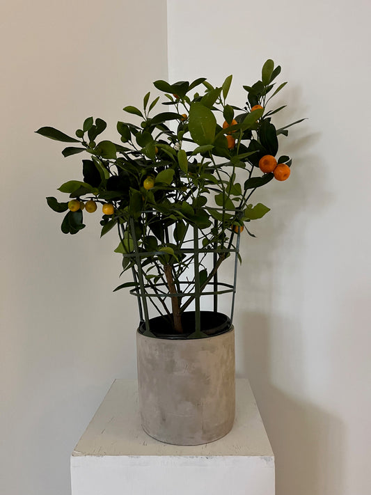Medium Calamondin Orange Tree in Pot