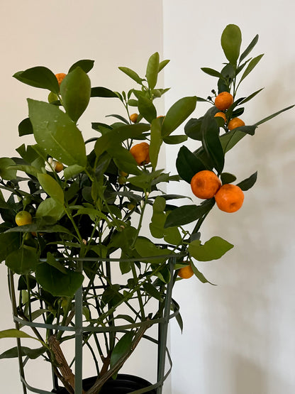 Medium Calamondin Orange Tree in White Pot