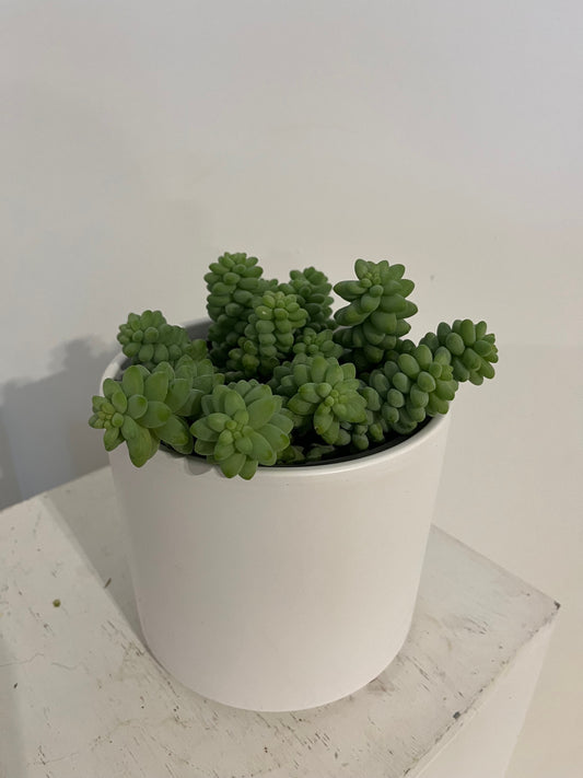 Burrow's Tail Succulent in White Pot