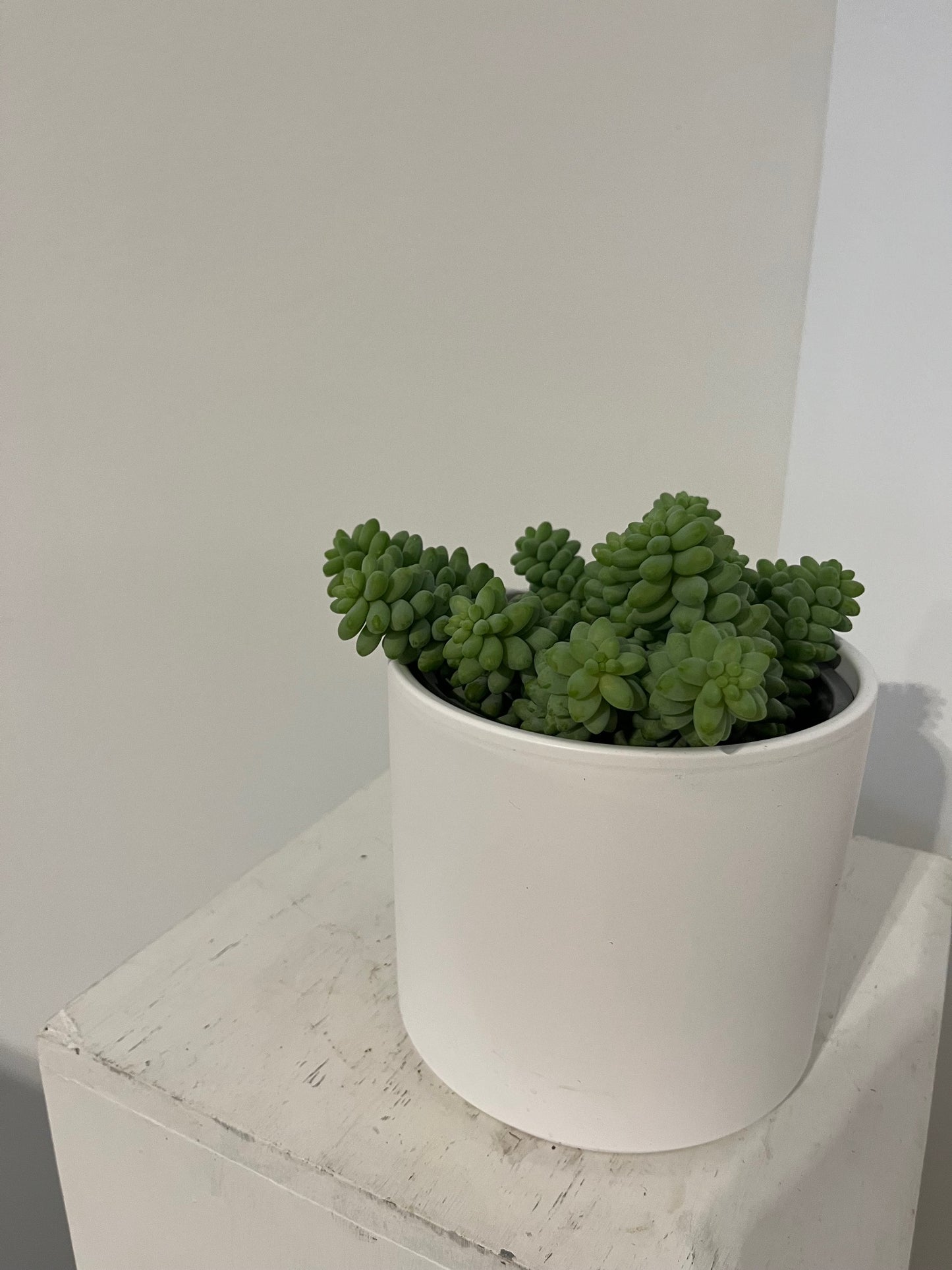 Burrow's Tail Succulent in White Pot