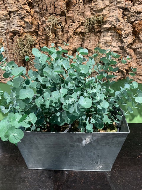 Potted Eucalyptus in Tin Container