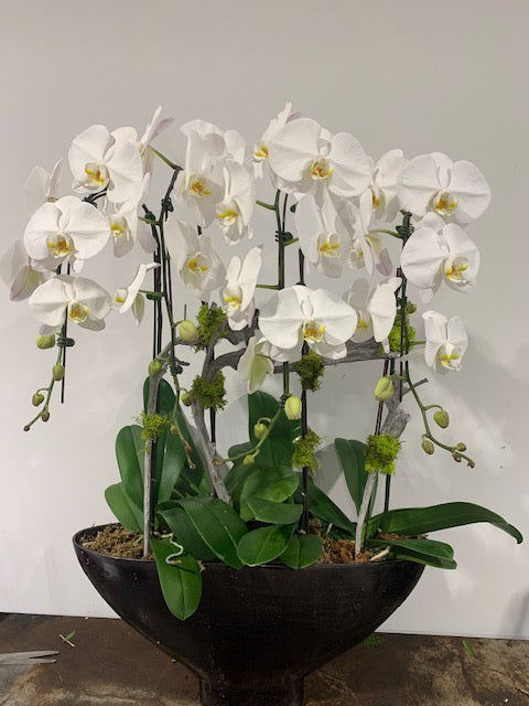 Giant Waterfall Orchid Arrangement