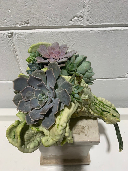 Succulents in Gourd Planter