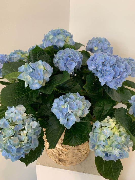 Medium Blue Hydrangea in Birch Container