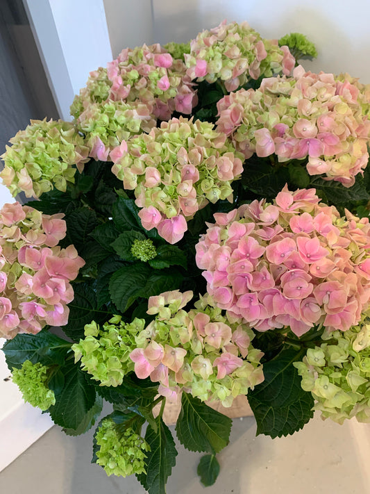 Medium Light Pink Hydrangea in Birch Container