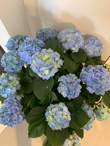 Medium Blue Hydrangea in Birch Container