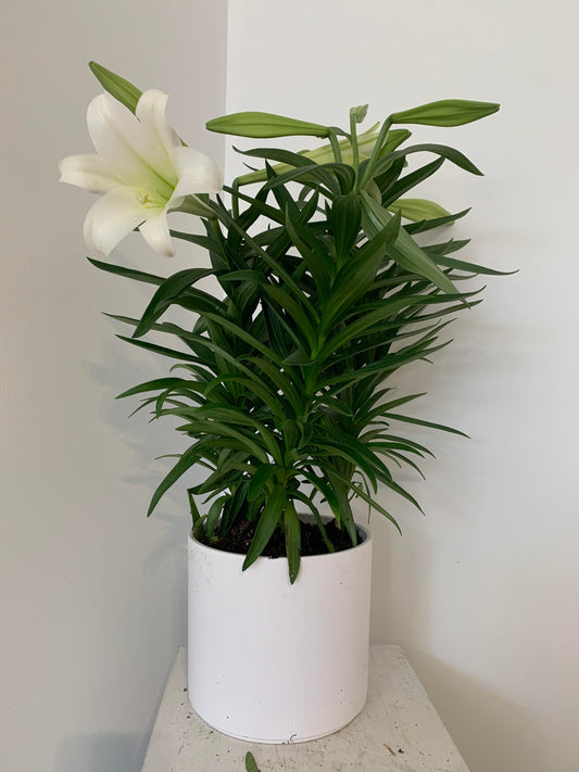 Giant 10" Easter Lily in White Pot