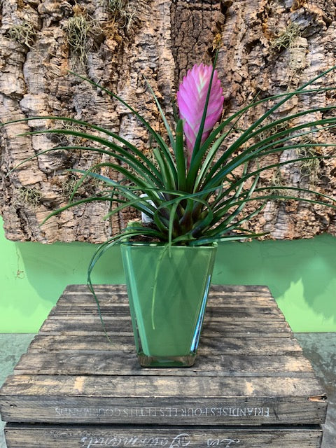 Pink Quill Tillandsia Plant in White or Green Pot