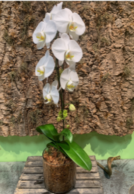 Single White Waterfall Orchid