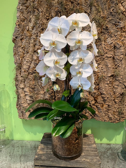 Deluxe Double White Waterfall Orchid