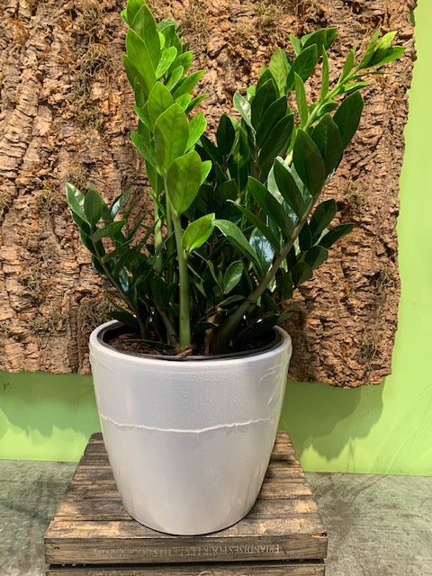 Large ZZ Plant in White Pot
