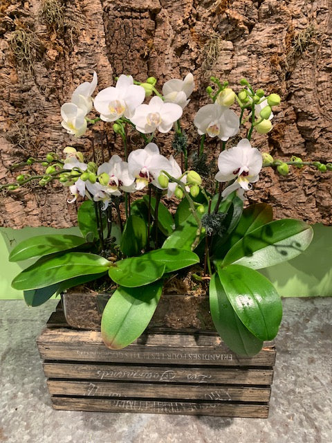 Mini Orchids Galore Arrangement