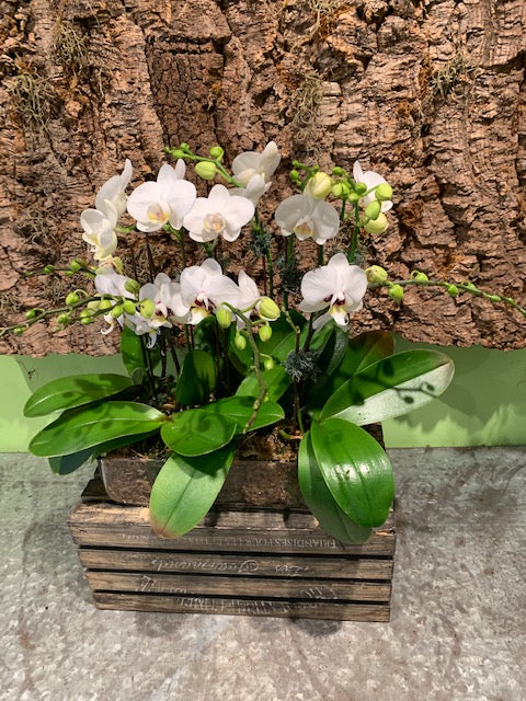 Mini Orchids Galore Arrangement