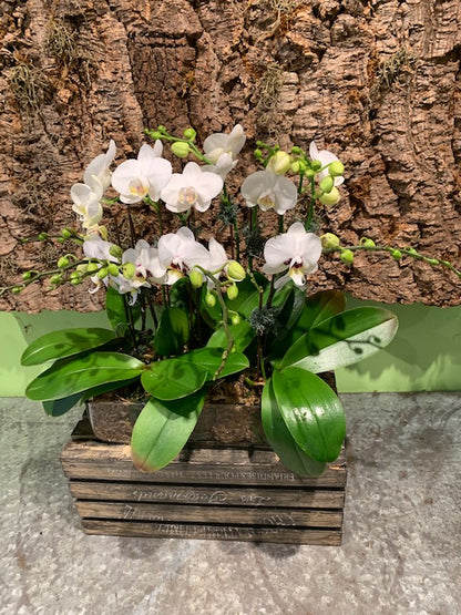 Mini Orchids Galore Arrangement