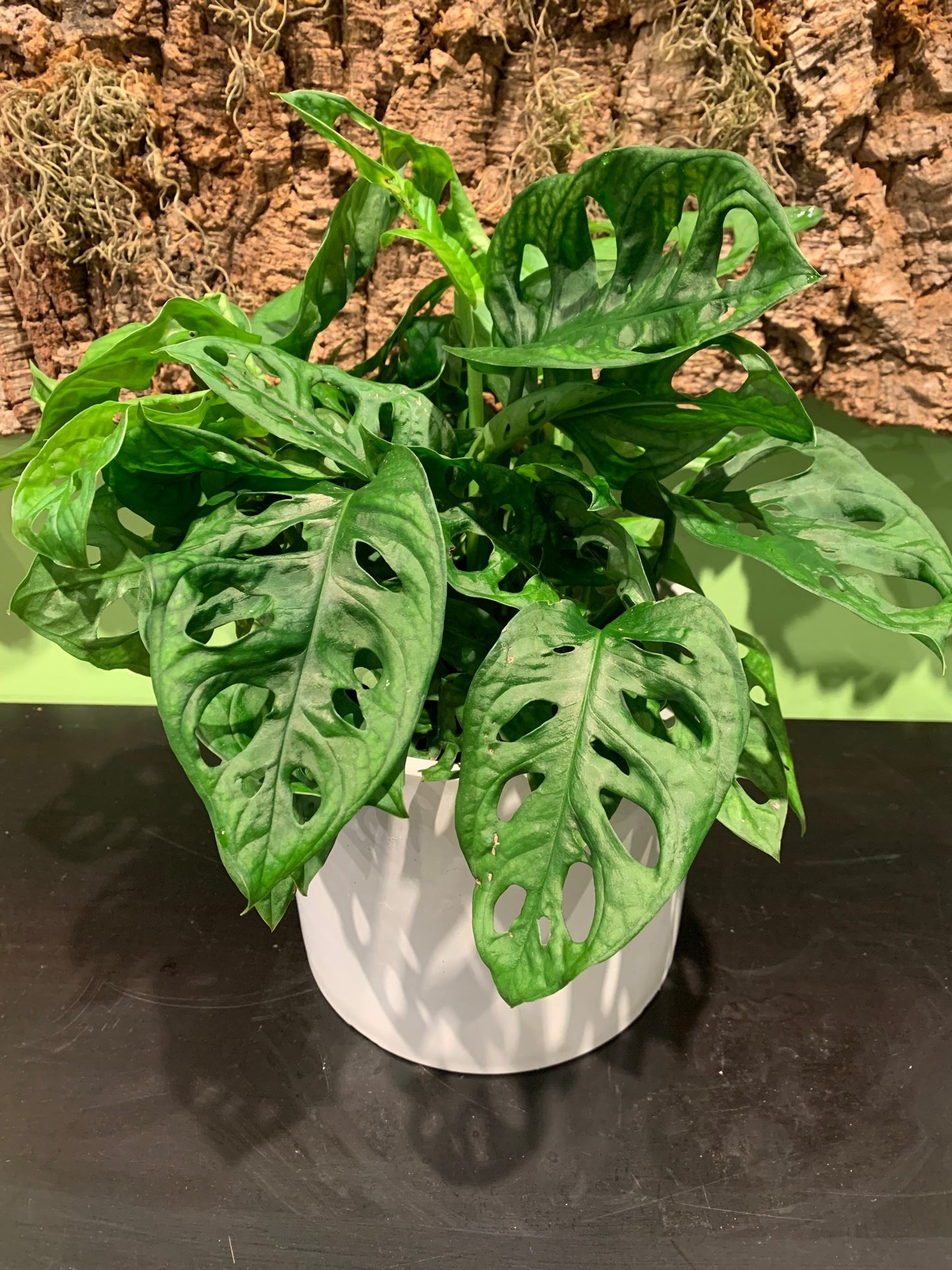 Swiss Cheese Philodendron in Pot