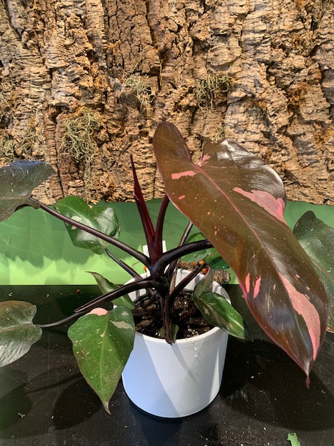 Pink Princess (Rare Collector's Plant) in Pot