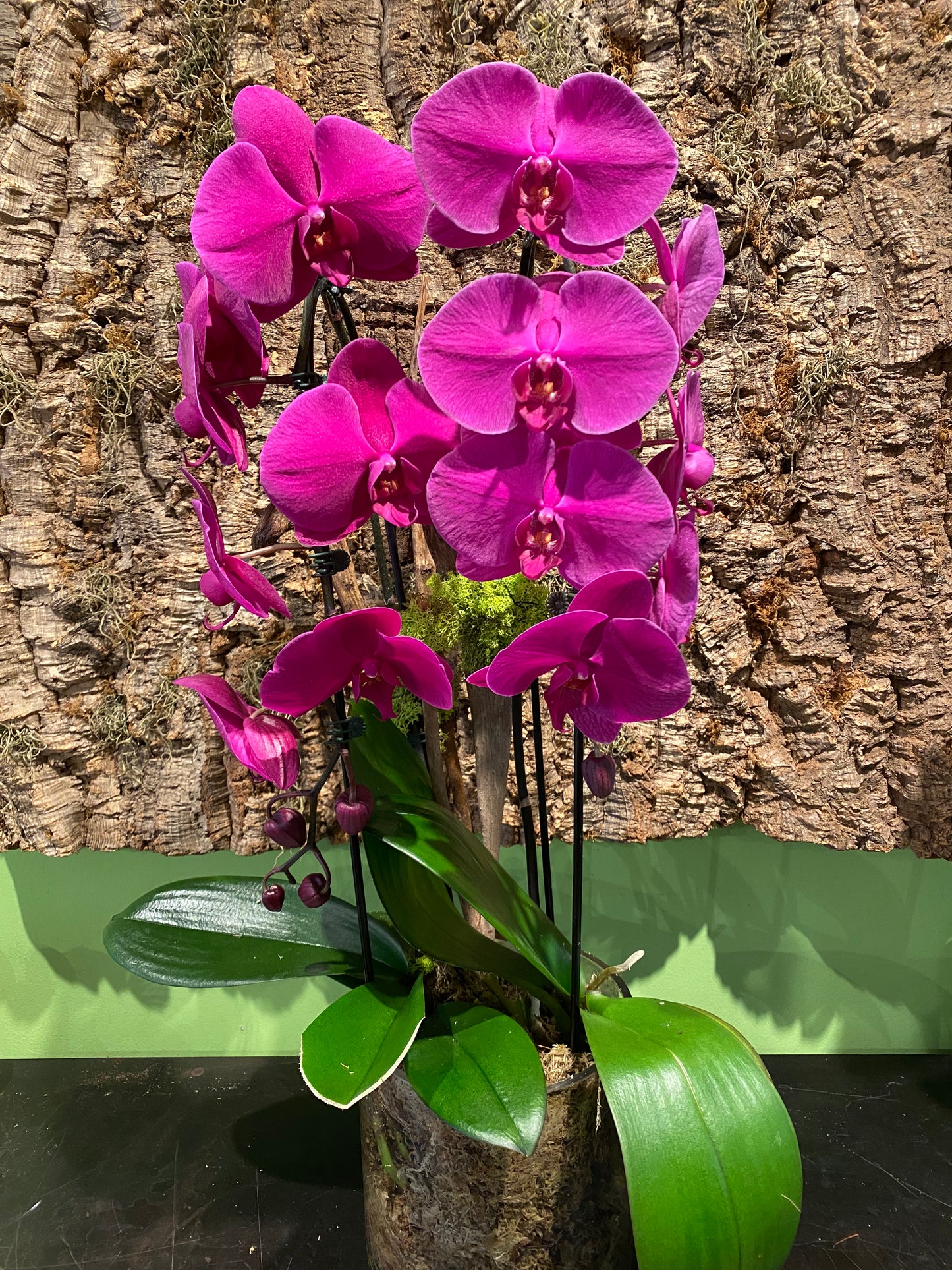 Deluxe Magenta Waterfall Orchid Arrangement