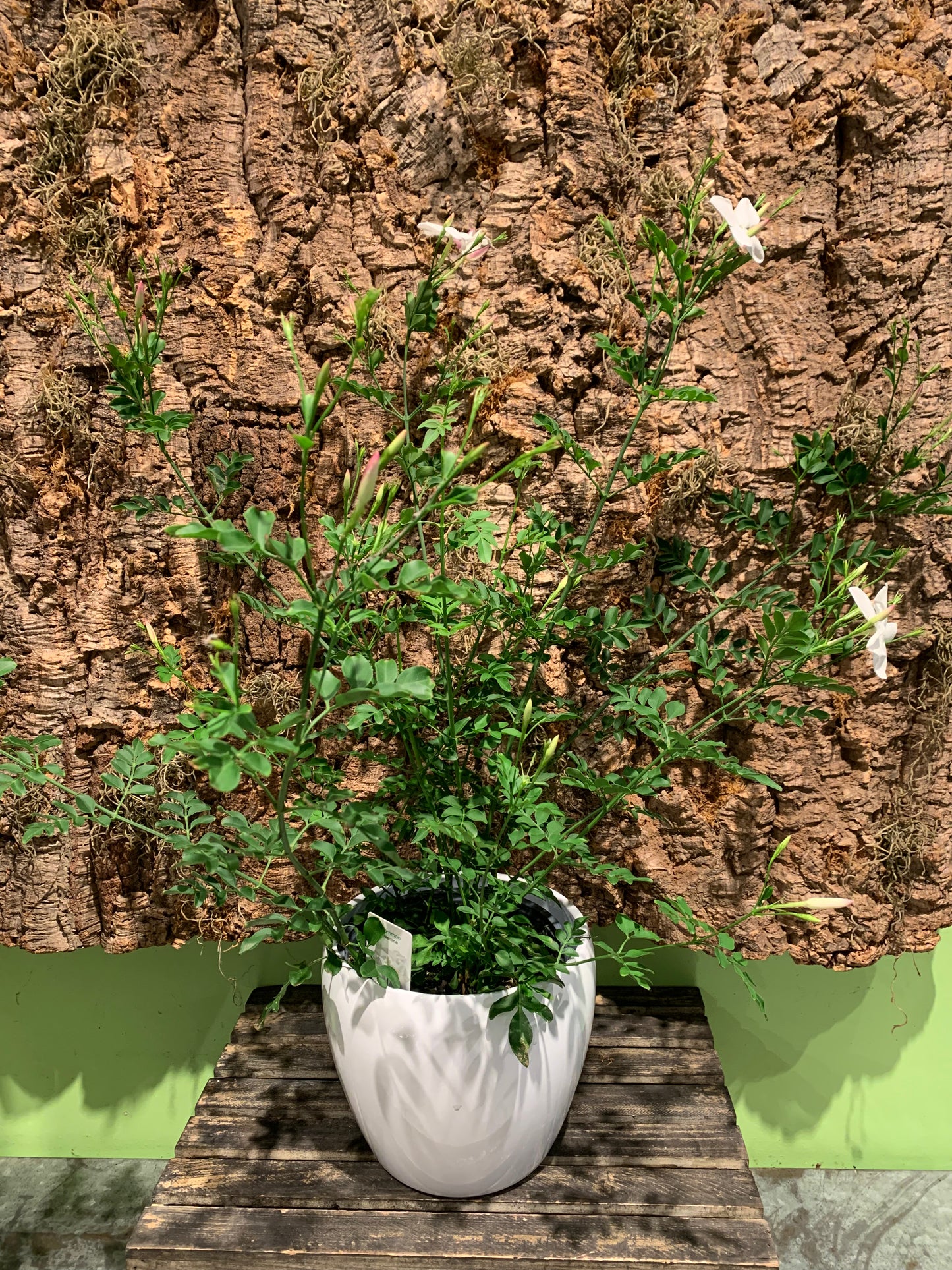 Jasmine Plant in Pot